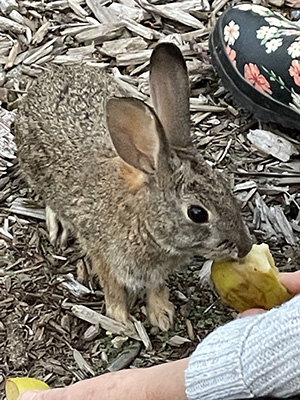Lianne feed wild rabbit