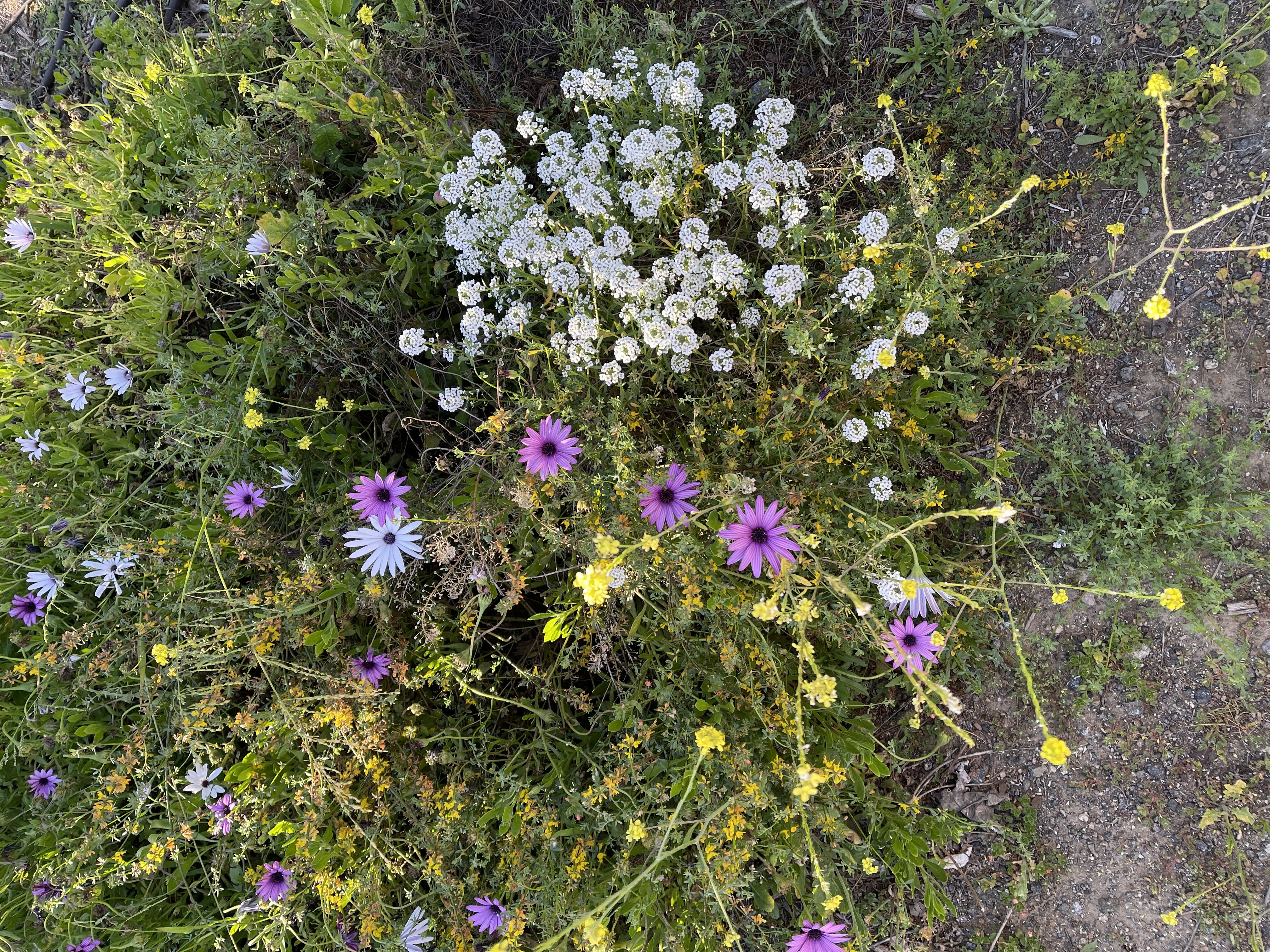 Wild and garden flowers growing together