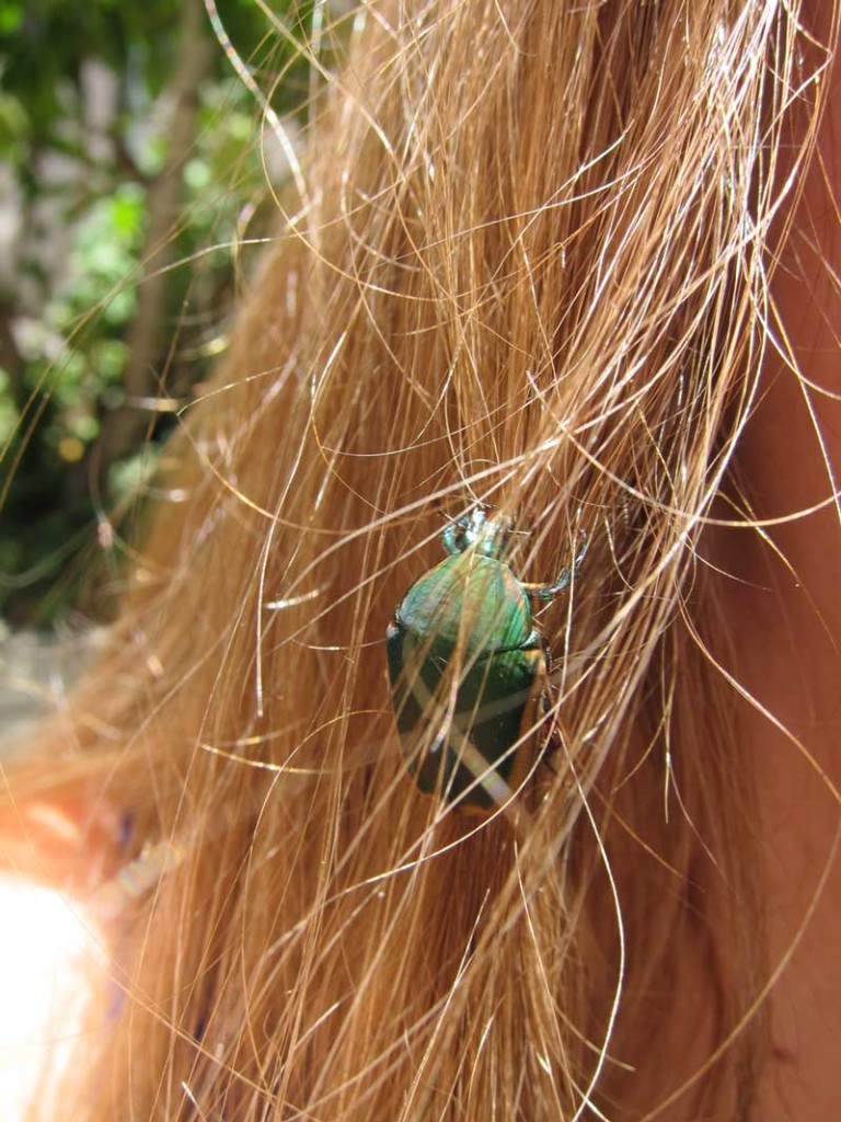 Figeater beetle stuck in hair