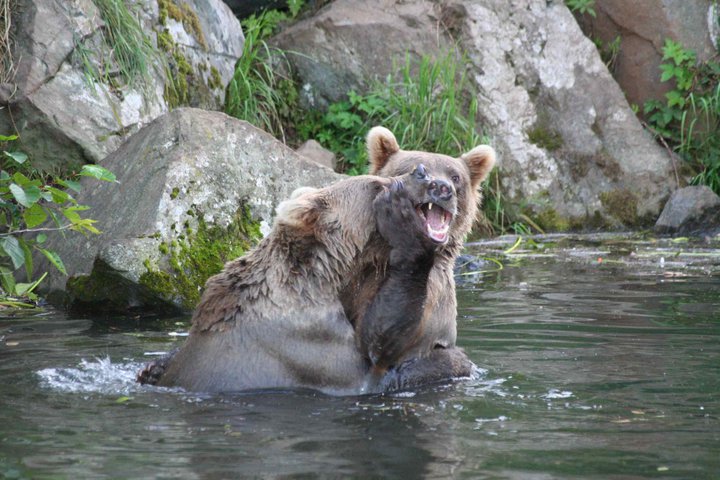 Grizzlies in water