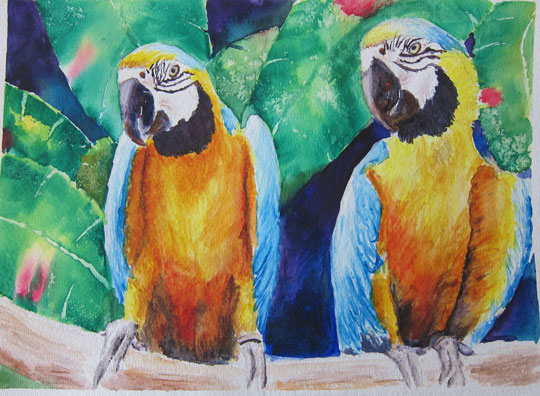 Two parrots watercolor