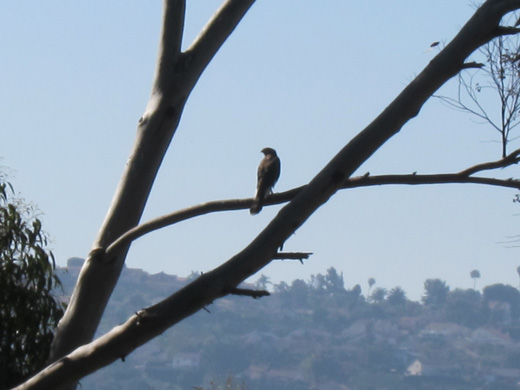 Harrier hawk on eucalyptus